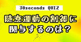 【クイズ】随意運動の制御に関与するのは？