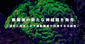 損傷後の新たな神経路を発見 ~適切に促すことで運動機能が回復する可能性~