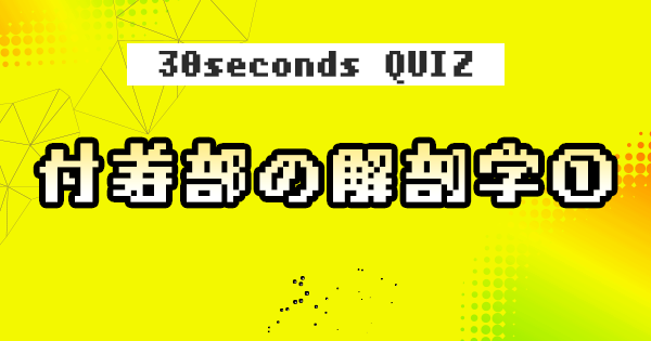 【クイズ】付着部の解剖学①