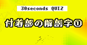 【クイズ】付着部の解剖学①