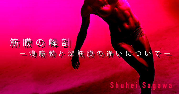 【SPOT Writer】筋膜の解剖ー浅筋膜と深筋膜の違いについてー