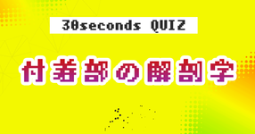 【クイズ】付着部の解剖学②