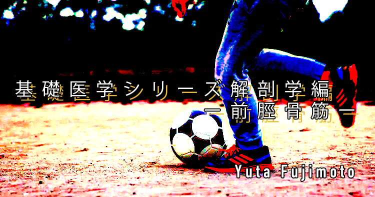 【SPOT Writer】基礎医学シリーズ解剖学編ー前脛骨筋ー