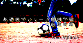 【SPOT Writer】基礎医学シリーズ解剖学編ー前脛骨筋ー
