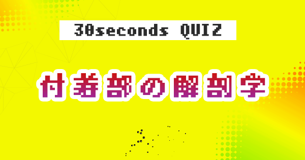 【クイズ】付着部の解剖学③