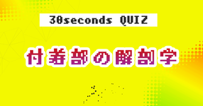 【クイズ】付着部の解剖学③