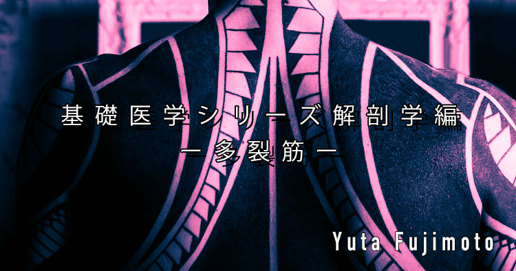 【SPOT Writer】基礎医学シリーズ解剖学編ー多裂筋ー
