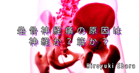 【理学療法】坐骨神経痛の原因は神経か？筋か？