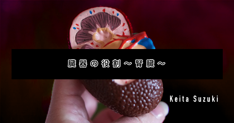 臓器の役割~腎臓~