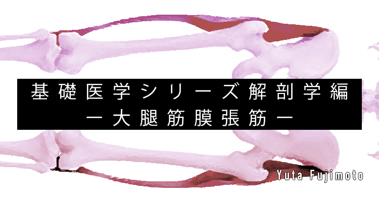 【SPOT Writer】基礎医学シリーズ解剖学編ー大腿筋膜張筋ー