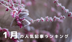 【1月】の人気記事振り返り 一番読まれた記事はこれだ。