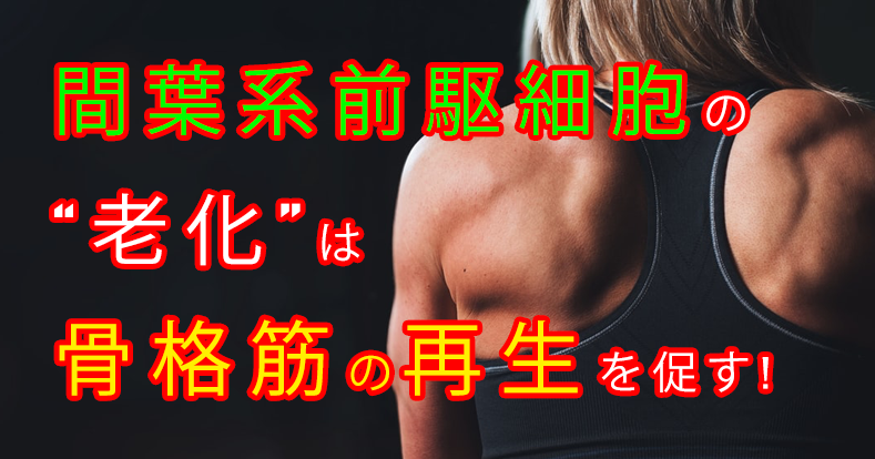 間葉系前駆細胞と骨格筋の再生メカニズム