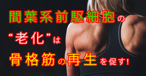 間葉系前駆細胞と骨格筋の再生メカニズム