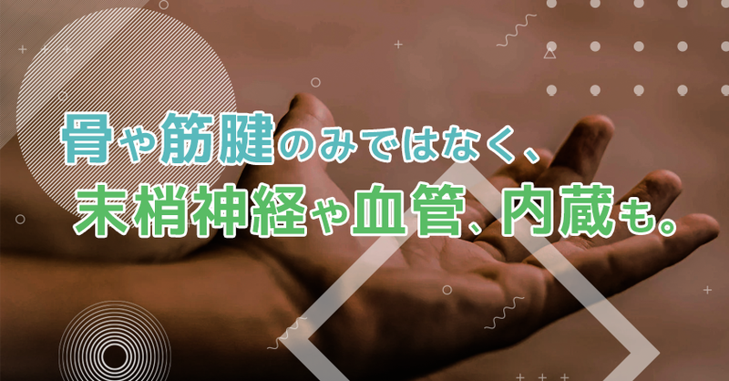 精密触診と組織間リリース | 理学療法士・作業療法士・言語聴覚士の