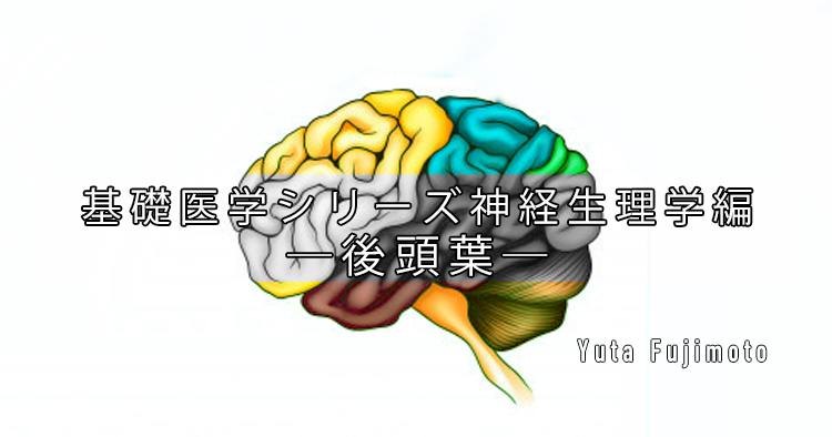 基礎医学シリーズ神経生理学編―後頭葉―