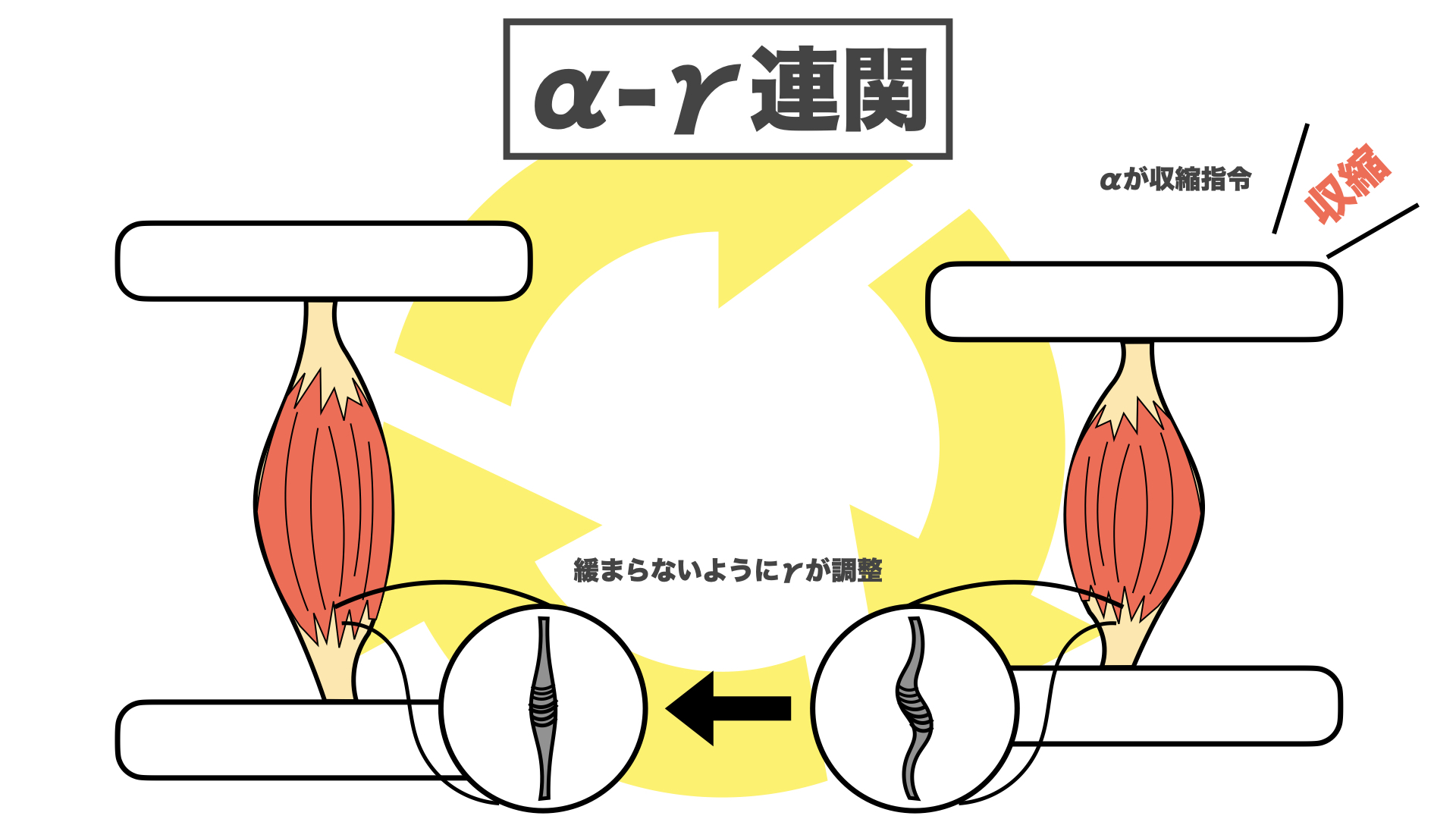 【図解】筋緊張とは何か?筋緊張と痙性の生理学