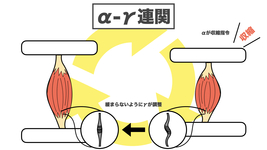 【図解】筋緊張とは何か？筋緊張と痙性の生理学