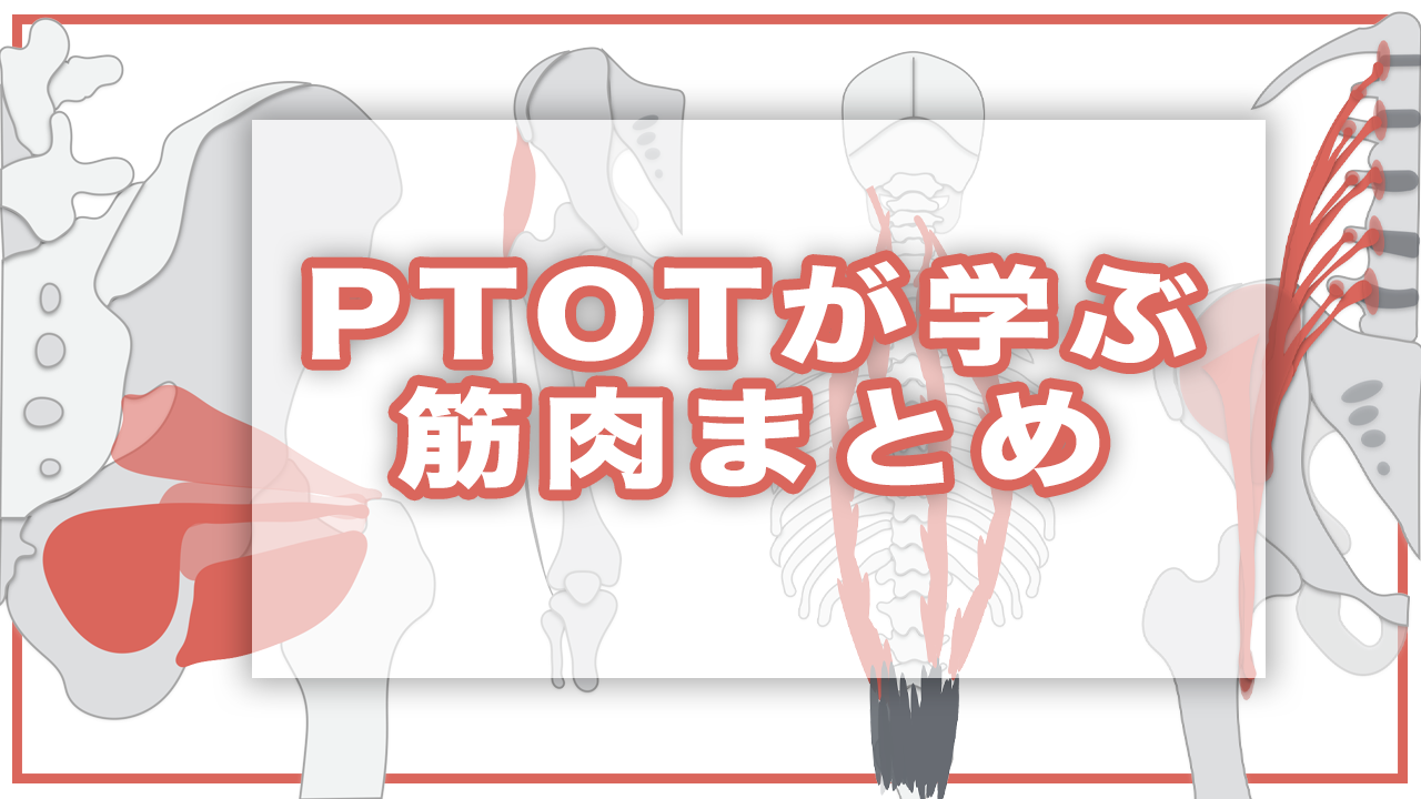 PTOTが学ぶ筋肉まとめ【イラスト付き】