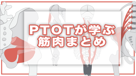 PTOTが学ぶ筋肉まとめ【イラスト付き】