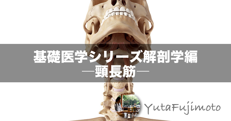 基礎医学シリーズ解剖学編―頸長筋―