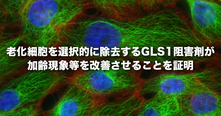 【東京大学】老化細胞を選択的に除去するGLS1(グルタミナーゼ1の略称)阻害剤が加齢現象等を改善させることを証明