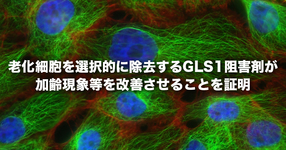 【東京大学】老化細胞を選択的に除去するGLS1（グルタミナーゼ1の略称）阻害剤が加齢現象等を改善させることを証明
