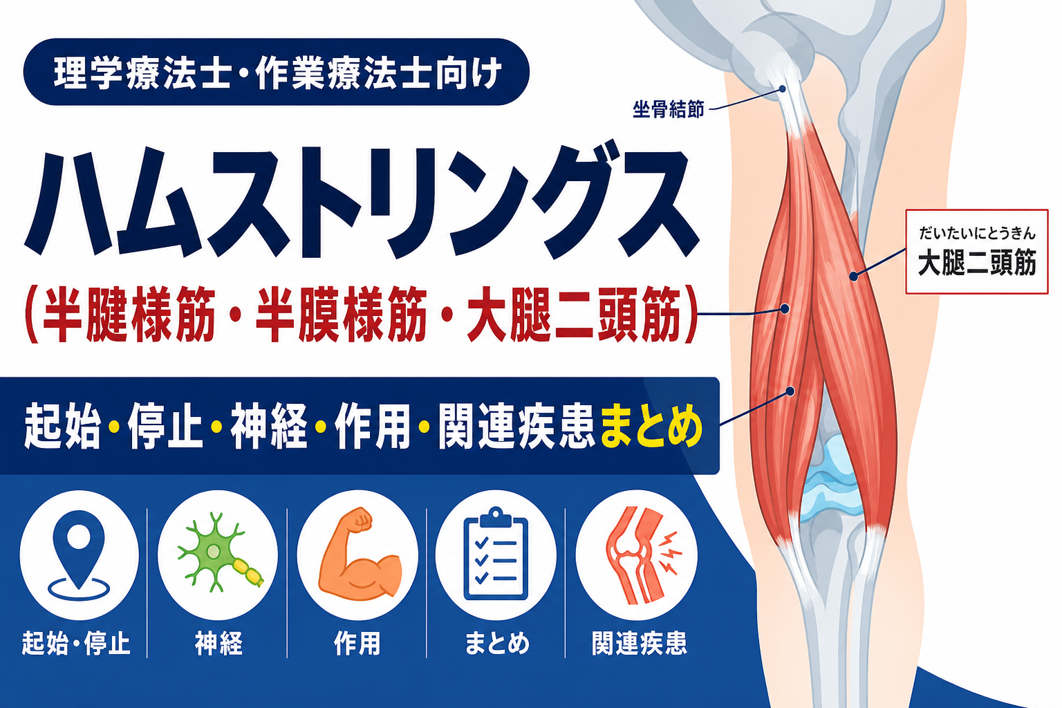 ハムストリングス(半腱様筋・半膜様筋・大腿二頭筋)の起始停止・神経・作用・関連疾患まとめ