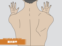 【イラスト】前鋸筋の起始・停止、支配神経から筋トレ