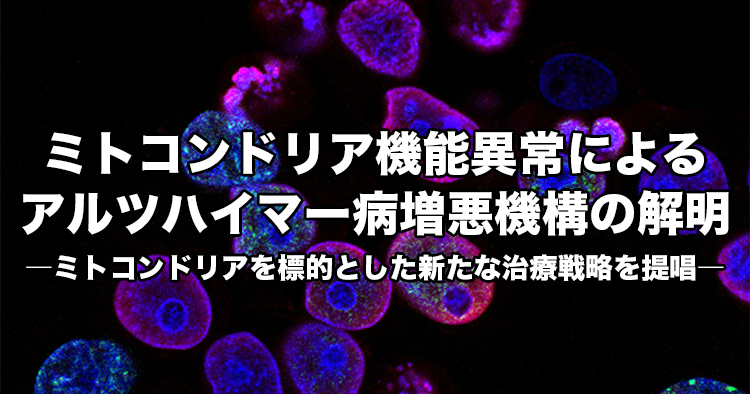 ミトコンドリア機能異常によるアルツハイマー病増悪機構の解明