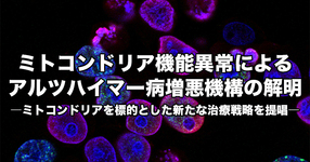ミトコンドリア機能異常によるアルツハイマー病増悪機構の解明