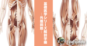 基礎医学シリーズ解剖学編―外腹斜筋―