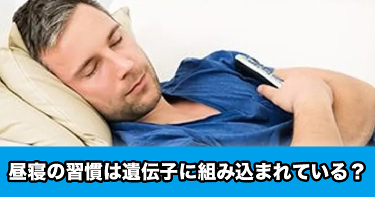昼寝の習慣は遺伝子に組み込まれている?ー昼寝に関連する123カ所の遺伝子座が特定ー