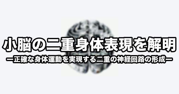 【東京医科歯科大学】小脳の二重身体表現を解明ー正確な身体運動を実現する二重の神経回路の形成ー