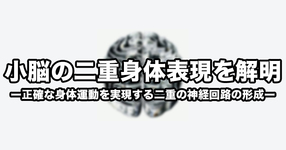 【東京医科歯科大学】小脳の二重身体表現を解明ー正確な身体運動を実現する二重の神経回路の形成ー