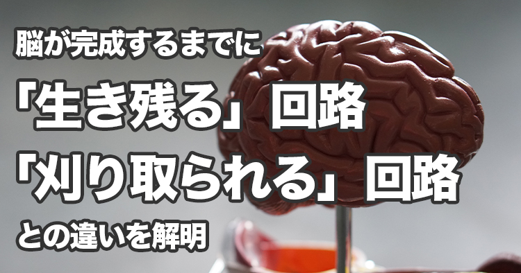 【東京女子医科大学】脳が完成するまでに「生き残る」回路と「刈り込まれる」回路との違いを解明