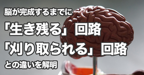 【東京女子医科大学】脳が完成するまでに「生き残る」回路と「刈り込まれる」回路との違いを解明