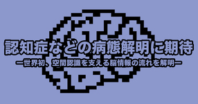 【大阪市立大学】認知症などの病態解明に期待ー世界初、空間認識を支える脳情報の流れを解明ー