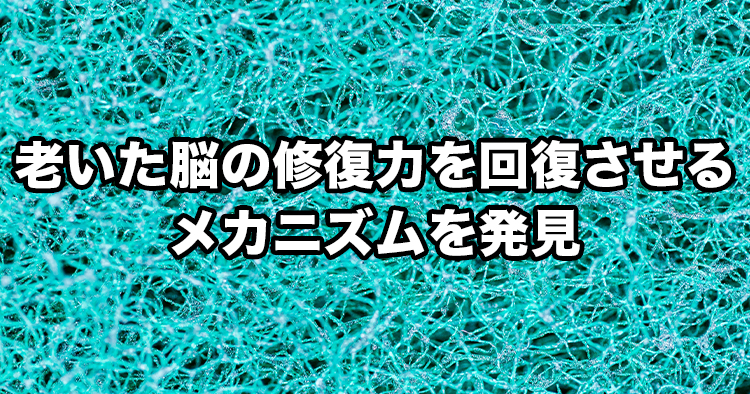 老いた脳の修復力を回復させるメカニズムを発見