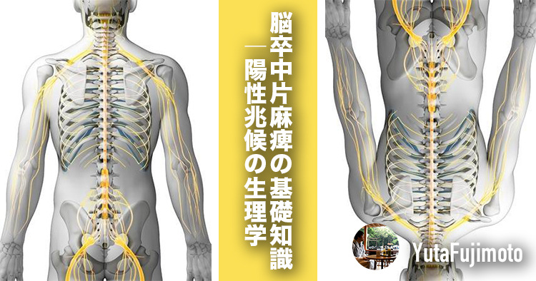 【基礎医学】脳卒中片麻痺の基礎知識｜陽性兆候の生理学