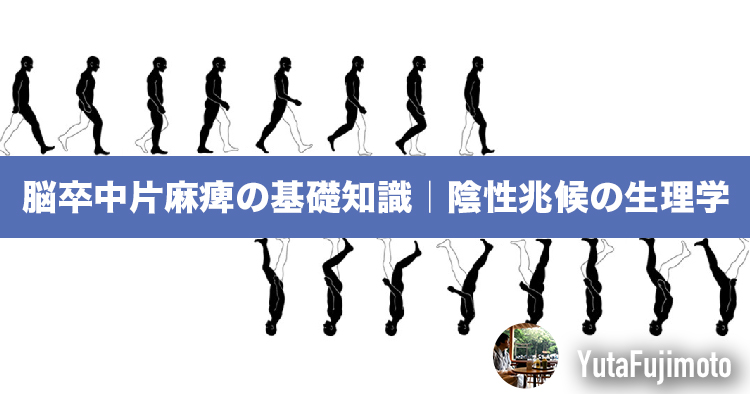 【基礎医学】脳卒中片麻痺の基礎知識｜陰性兆候の生理学