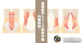基礎医学シリーズ解剖学編―内腹斜筋―
