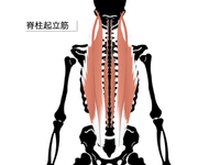 【イラスト】脊柱起立筋群の起始・停止からストレッチ、筋トレ