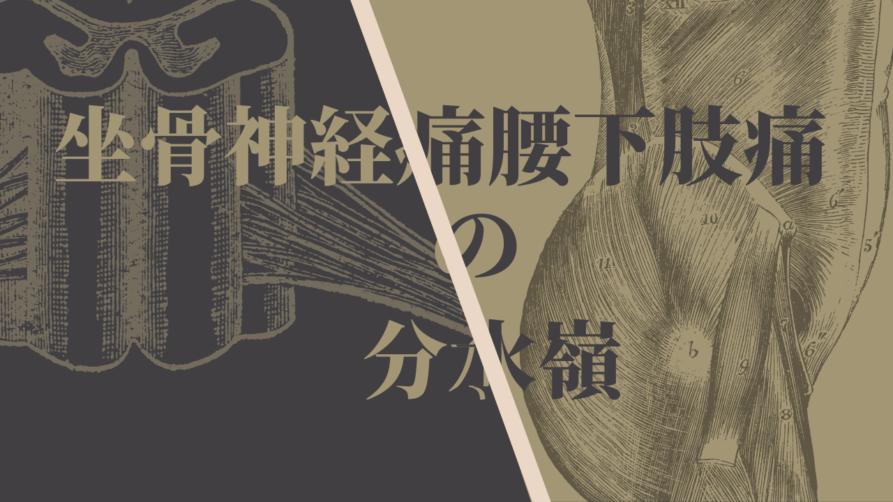 坐骨神経痛と腰下肢痛の分水嶺～理学療法評価からの考察～
