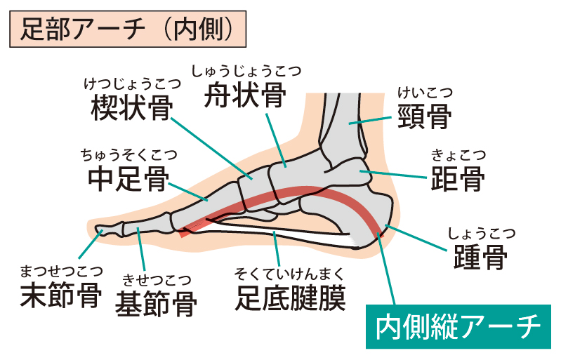 足部舟状骨の機能と構造|触診
