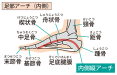 足部舟状骨の機能と構造｜触診