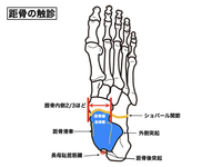 距骨の機能と構造｜触診