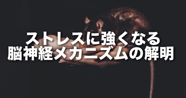 【富山大学】ストレスに強くなる脳神経メカニズムの解明
