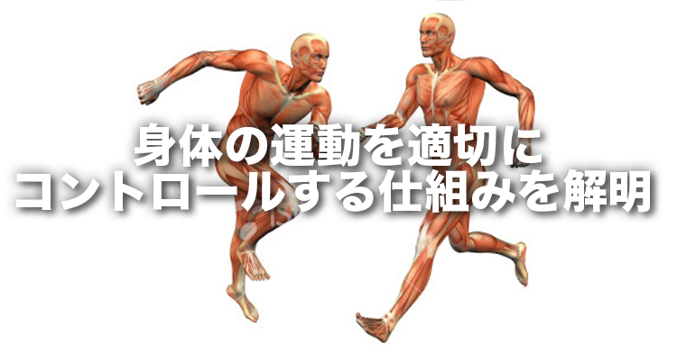 身体の運動を適切にコントロールする仕組みを解明