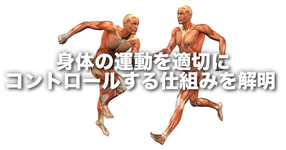 身体の運動を適切にコントロールする仕組みを解明