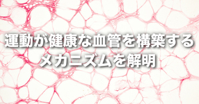 運動が健康な血管を構築するメカニズムを解明